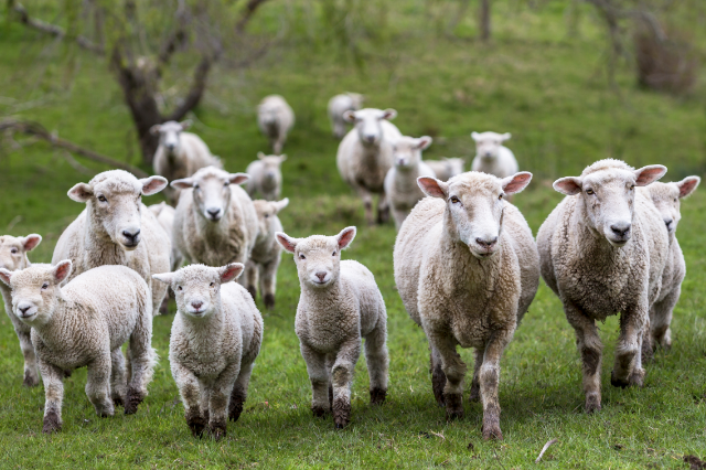 Qurban 2 Sheep/Goats Promo